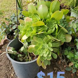 VENTA DE PLANTAS DE DIFERENTESPRCIOS  I TAMAÑOS