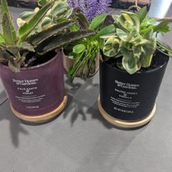 Home Plants