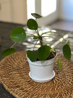 Chinese Money Plant