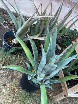 Aloe Vera And Agave Plants