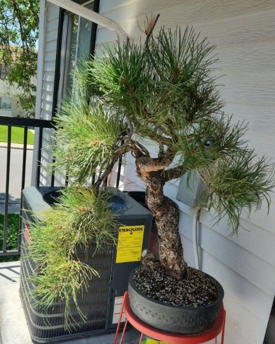 Ponderosa Pine Bonsai Tree