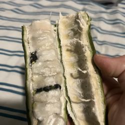 Ice Cream Bean Seeds