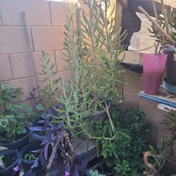 Bad Mother Plant It's A big Plant  15dll  Have 10dll And 5 Dll