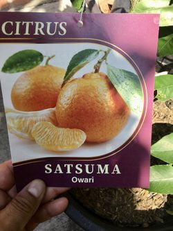 ***Dwarf Satsuma Owari Mandarin Tree