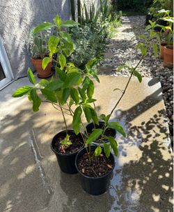 Smaller Muicle Plants or Mexican Honeysuckle-$10 each