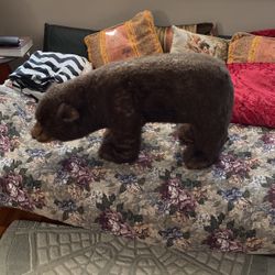 Bear Toys 