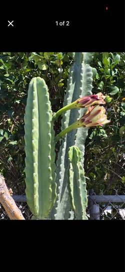 peruvian catcus