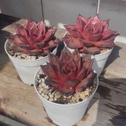 Korean Succulent 