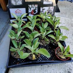 Homegrown Succulent Plants 