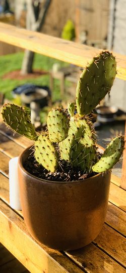 Live outdoor Prickly Pear cactus 🌵 house plant in a textured rusty colored ceramic planter flower pot—firm price