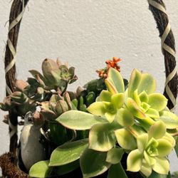 Succulent In Pot For Sale
