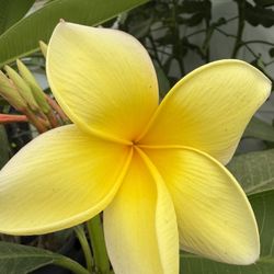 Plumeria Aztec Gold