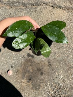 Plant
