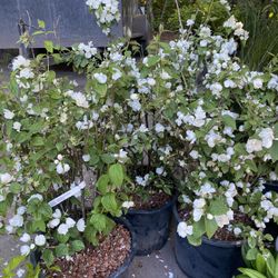 Highly Fragrant 7gal Mock Orange Plants 
