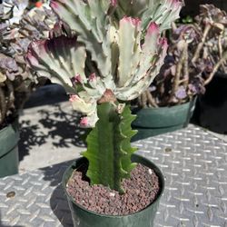 Euphorbia Ghost Variegated Imported