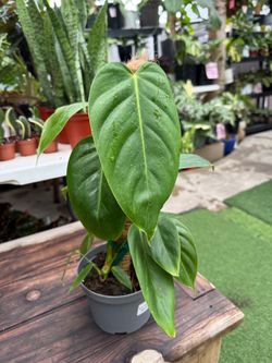 Plants (6”pot/moss pole🌿Philodendron Esmeraldense )