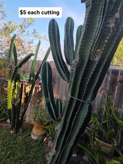 Apple Cactus, and  triangular cactus cutting $5 each.
Aloe vera plants $5 each
Pick up in Harlingen
Antiques and Telephones