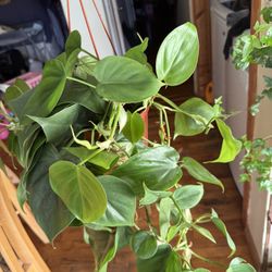 Heartleaf Philodendron
