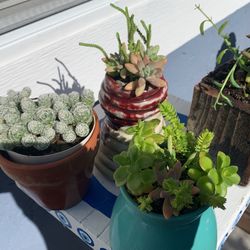 Many Different Succulent Live Plants $10 Each.