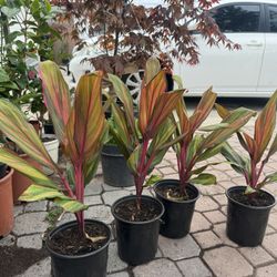 Live Hawaiian Ti Cordyline Fruitcosa Plant 35$ Each