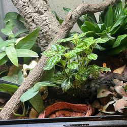  Bioactive Clean Up Crew/ Complete Bioactive Setups. 