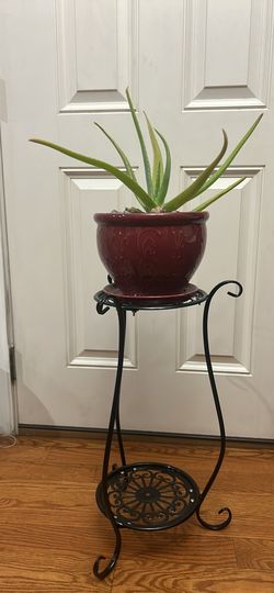 Aloe Vera Plant 🪴 With Stand