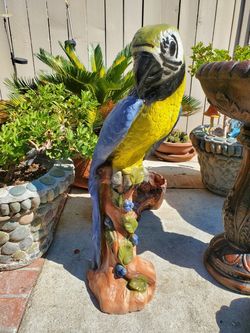 Parrot for sale