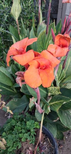 Platanillo Naranja