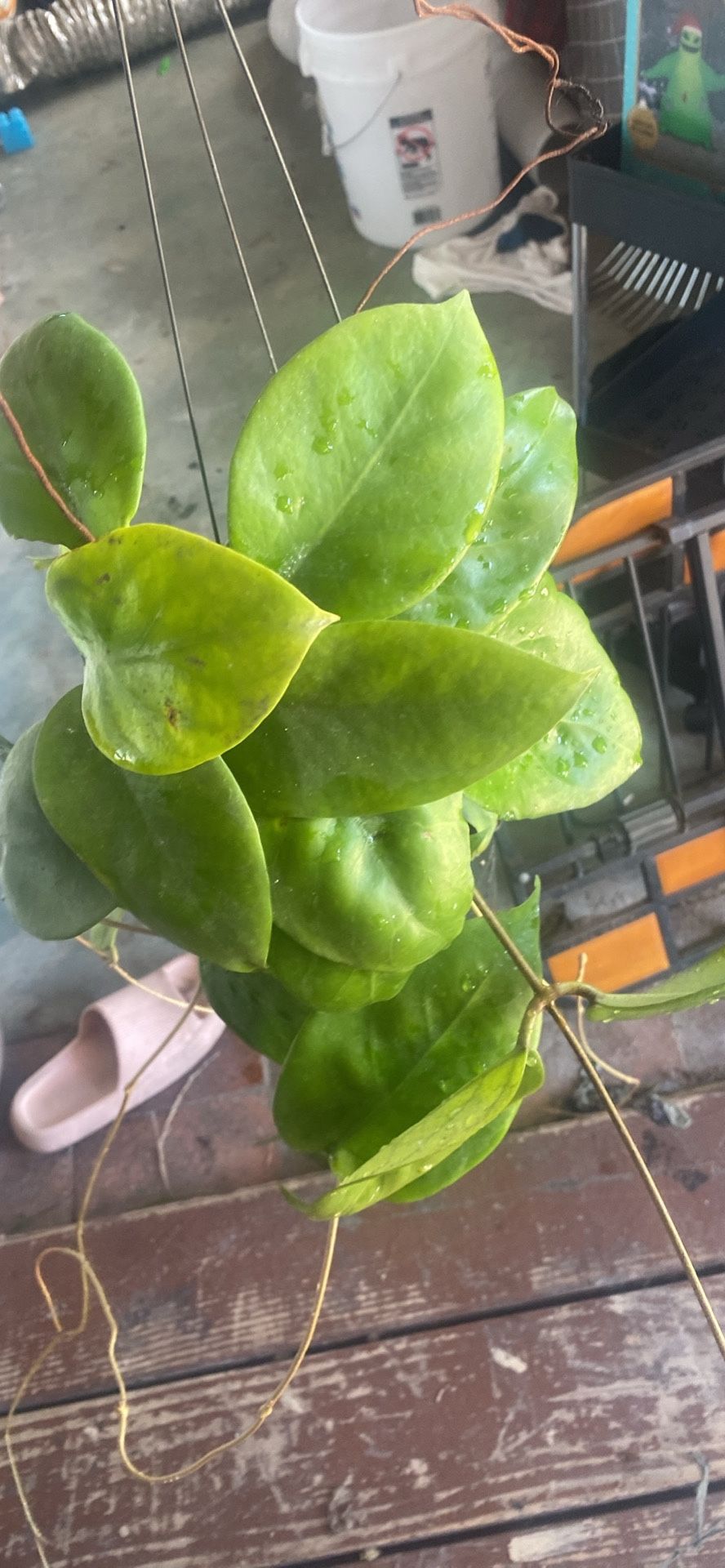 Hoya Ut 039