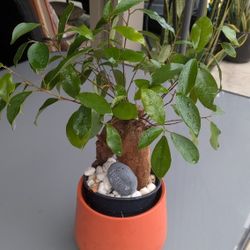 indoor plant with pot