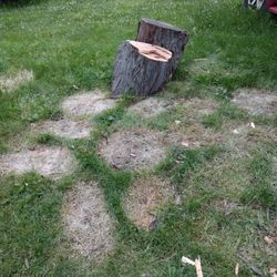 Fresh Cut Tree Free
