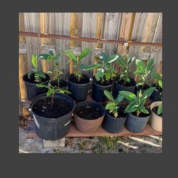 Last few Loquat trees discounted at $20 Each