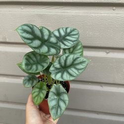 4” alocasia silver dragon 