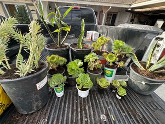 Plants for sale!