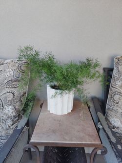 Potted healthy fern