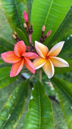 Plumeria pean peach