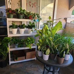 Indoor Plants For Sale 