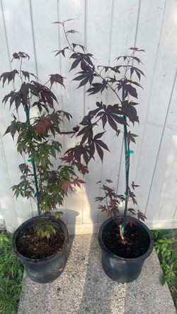 Blood good Japanese maple $40 each