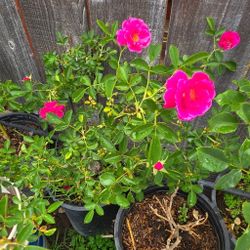 Plant Sale This Friday & Saturday 
