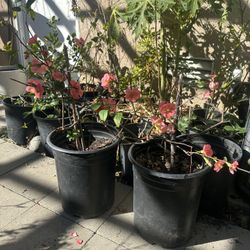 Pink Quince Flowers Hoa Dao for Tet and Holidays