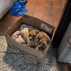 Free Puppies