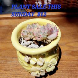 PLANT SALE ON SUNDAY IN SAN LORENZO FROM 1PM TO 430 PM