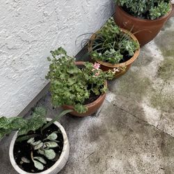 Plants For Sale Each!! 