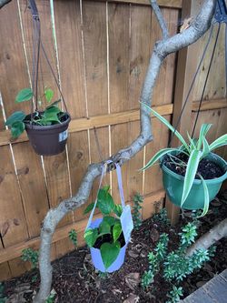 Set of 3 plants