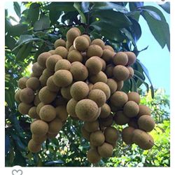 Longan Dragon Eye Long Nhan Starter Plant In 1 Gallon Pot