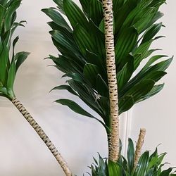 Giant 6’ Corn Plant For Sale 
