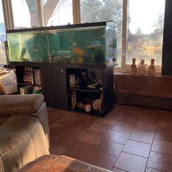 Fish Tank 