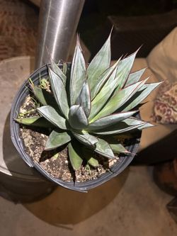 Agave Blue Glow 3 Gallon
