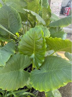 Plant and yard sale today 6/19/26
