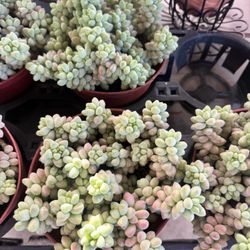 Rainbow Donkey Tail In 6” Pot For $15 Each